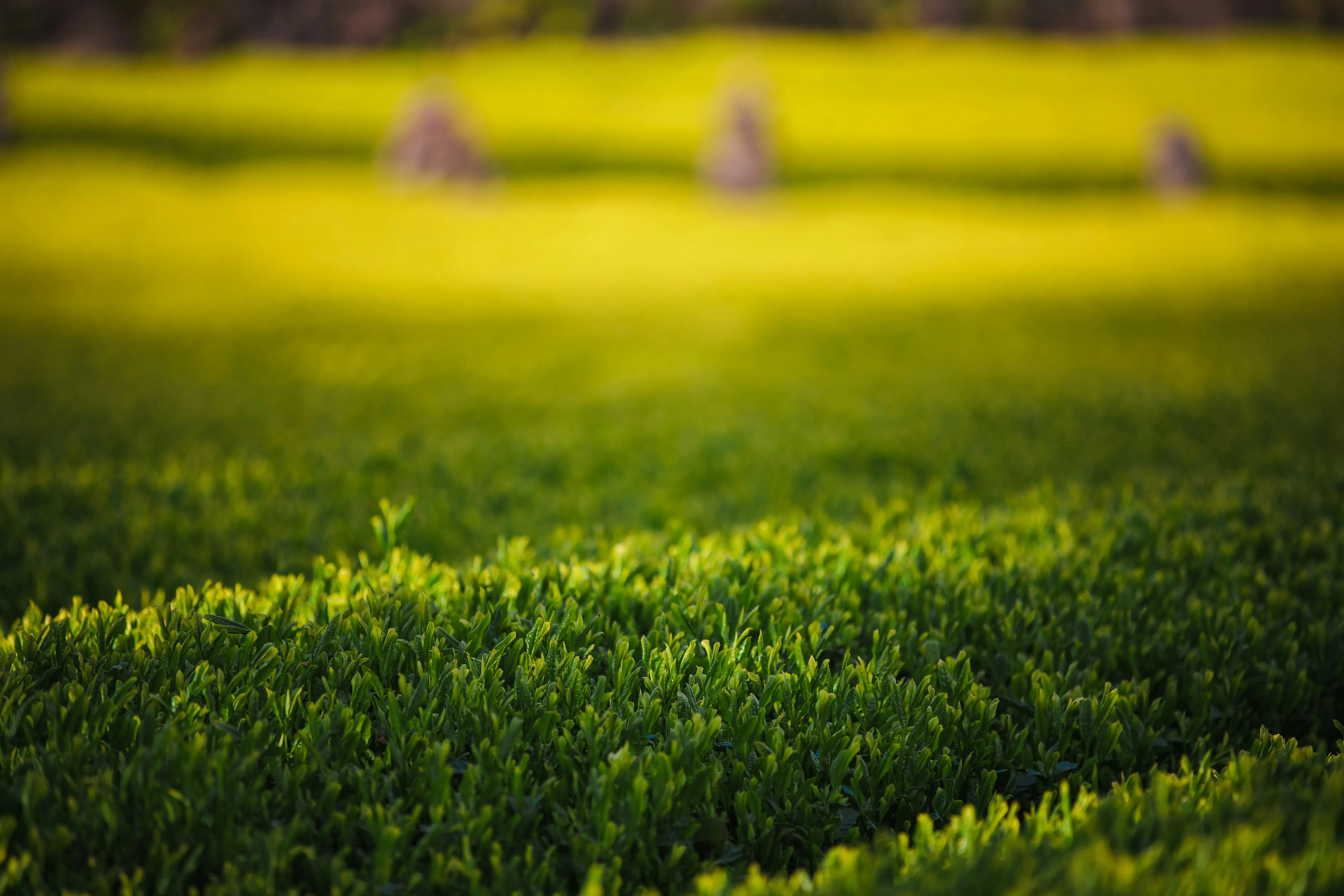 녹차와 건강한 라이프스타일